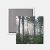 Sonnenlicht bricht durch einen Nebelwald Magnet (Vorderseite/Rückseite)