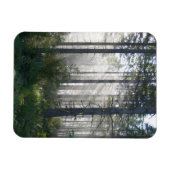 Sonnenlicht bricht durch einen Nebelwald Magnet (Horizontal)