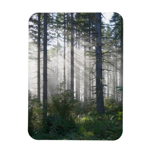 Sonnenlicht bricht durch einen Nebelwald Magnet (Vertikal)