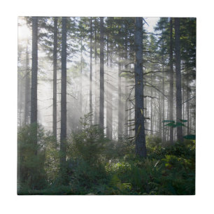 Sonnenlicht, das durch einen nebelhaften Wald Fliese