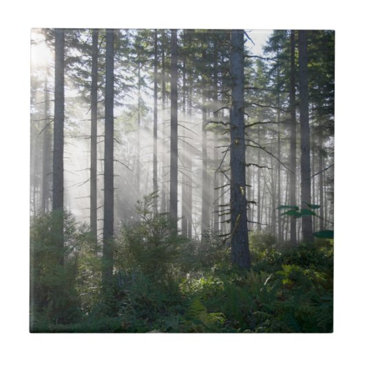 Sonnenlicht, das durch einen nebelhaften Wald Fliese (Vorderseite)