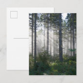 Sonnenlicht, das durch einen nebelhaften Wald Postkarte (Vorne/Hinten)
