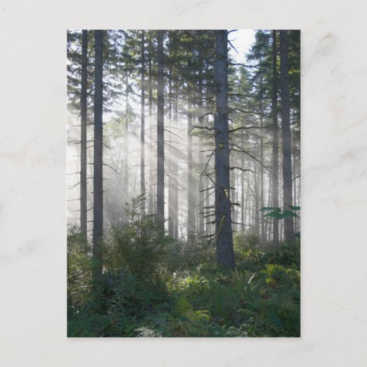 Sonnenlicht, das durch einen nebelhaften Wald Postkarte (Vorderseite)