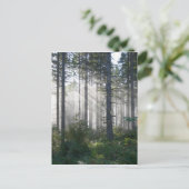 Sonnenlicht, das durch einen nebelhaften Wald Postkarte (Stehend Vorderseite)