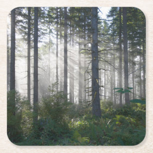 Sonnenlicht, das durch einen nebelhaften Wald Rechteckiger Pappuntersetzer