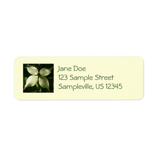 Sonnenlicht Dogwood Blossom Frühlingsblume (Vorne)