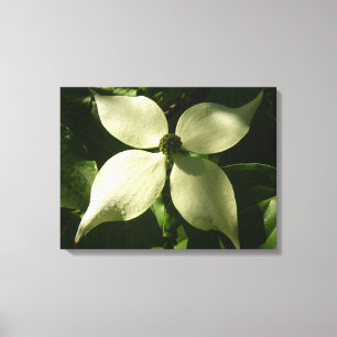 Sonnenlicht Dogwood Blossom Frühlingsblume Leinwanddruck
