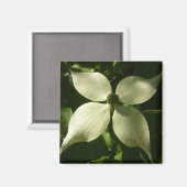 Sonnenlicht Dogwood Blossom Frühlingsblume Magnet (Vorderseite/Rückseite)