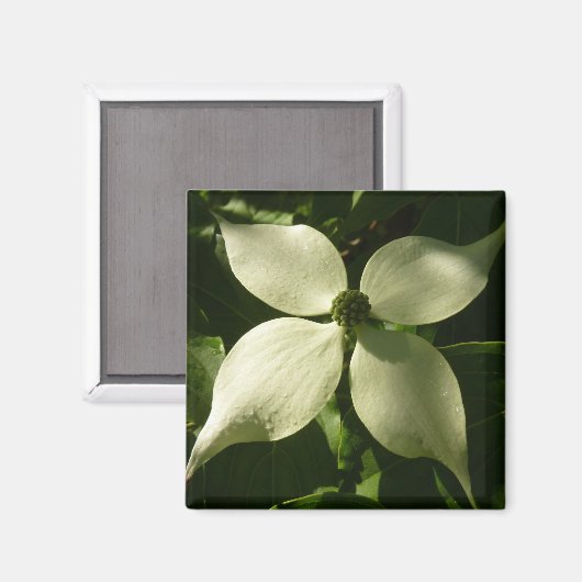 Sonnenlicht Dogwood Blossom Frühlingsblume Magnet (Vorderseite/Rückseite)