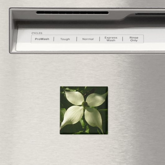 Sonnenlicht Dogwood Blossom Frühlingsblume Magnet (In Situ (Geschirrspüler))