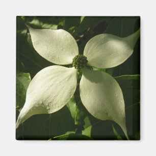 Sonnenlicht Dogwood Blossom Frühlingsblume Magnet
