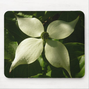 Sonnenlicht Dogwood Blossom Frühlingsblume Mousepad
