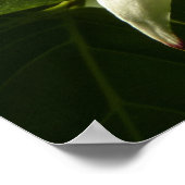 Sonnenlicht Dogwood Blossom Frühlingsblume Poster (Ecke)