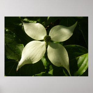 Sonnenlicht Dogwood Blossom Frühlingsblume Poster