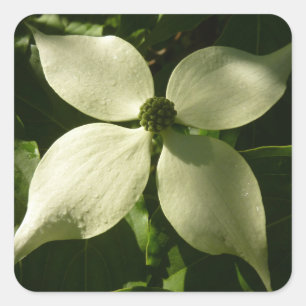 Sonnenlicht Dogwood Blossom Frühlingsblume Quadratischer Aufkleber