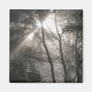 Sonnenlicht Durch Bäume Dunkler Wald Magnet
