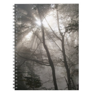Sonnenlicht durch Bäume dunkles Wald Notizblock