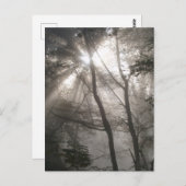 Sonnenlicht durch Bäume dunkles Wald Postkarte (Vorne/Hinten)