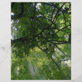 Sonnenlicht durch Bäume Flyer (Vorne)