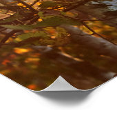 Sonnenlicht durch Birkenbäume 20x16 Postermauer Ku Poster (Ecke)