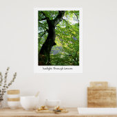 Sonnenlicht durch Blätter Poster (Küche)