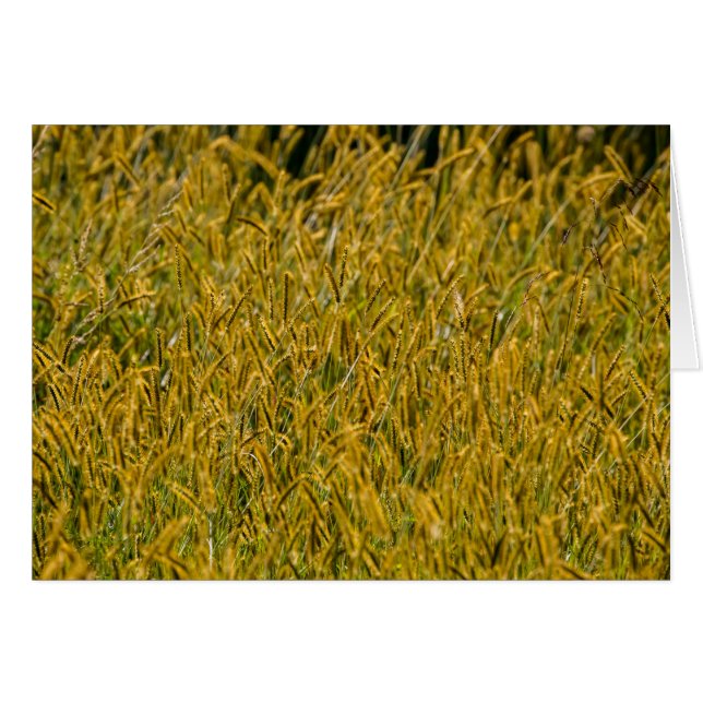Sonnenlicht durch das große Gras (Vorderseite (Horizontal))