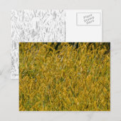Sonnenlicht durch das große Gras Postkarte (Vorne/Hinten)
