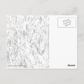 Sonnenlicht durch das große Gras Postkarte (Rückseite)