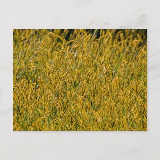 Sonnenlicht durch das große Gras Postkarte (Vorderseite)