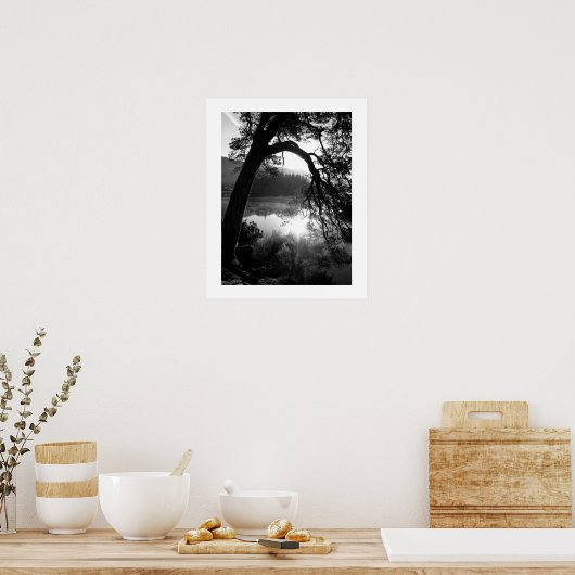 Sonnenlicht durch das Pines Poster (Küche)