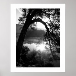Sonnenlicht durch das Pines Poster