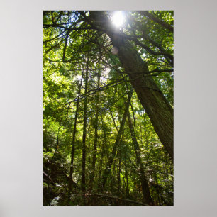 Sonnenlicht Durch das Wald Dach Poster