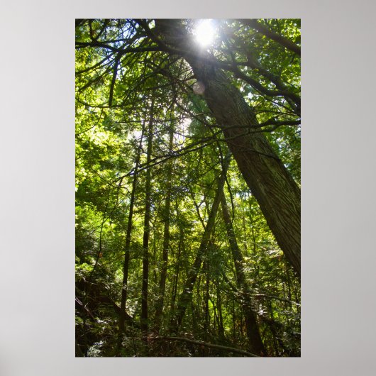Sonnenlicht Durch das Wald Dach Poster (Vorne)