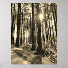 Sonnenlicht durch das Waldbaumposter Poster