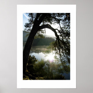 Sonnenlicht durch die Kiefern in Keswick Poster