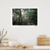 Sonnenlicht durch die Kiefern Poster (Küche)