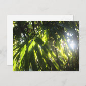 Sonnenlicht durch die Palmen Postkarte (Vorne/Hinten)