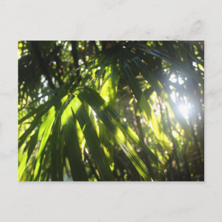 Sonnenlicht durch die Palmen Postkarte