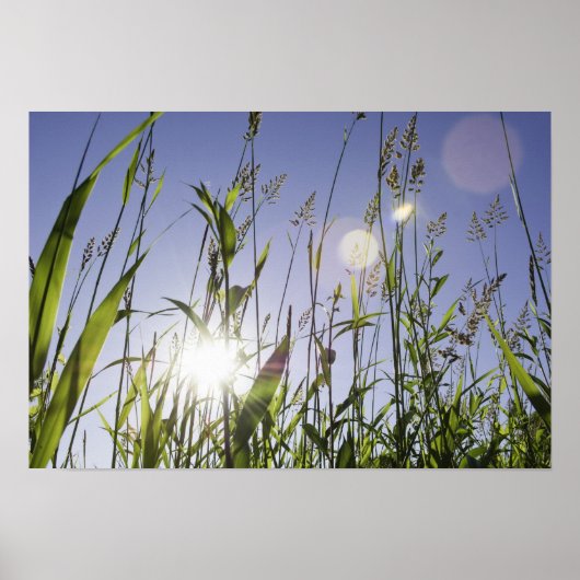 Sonnenlicht durch Gras Poster (Vorne)