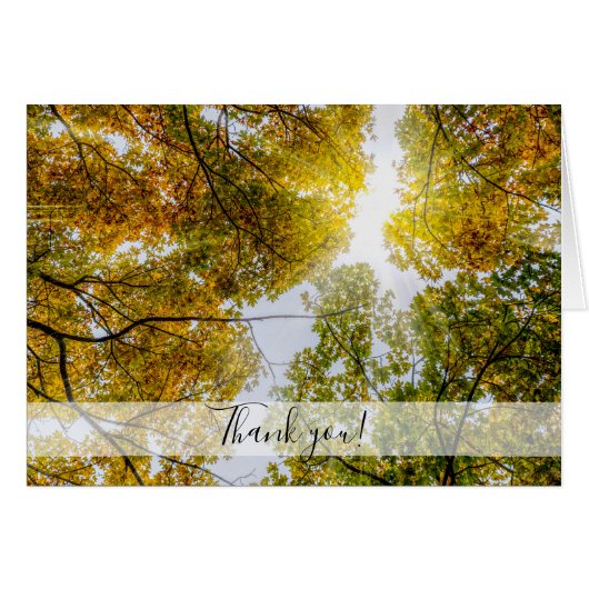 Sonnenlicht durch Herbst Zucker Maples Danke (Vorderseite (Horizontal))