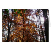 Sonnenlicht durch Herbstbaum bei Greenbelt (Vorderseite (Horizontal))