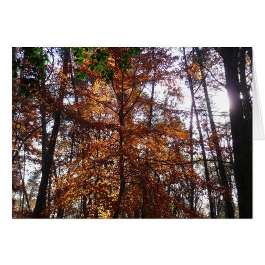 Sonnenlicht durch Herbstbaum bei Greenbelt (Vorderseite (Horizontal))