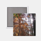 Sonnenlicht durch Herbstbaum bei Greenbelt Magnet (Vorderseite/Rückseite)