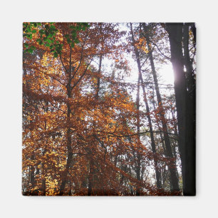 Sonnenlicht durch Herbstbaum bei Greenbelt Magnet