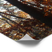 Sonnenlicht durch Herbstbaum bei Greenbelt Poster (Ecke)