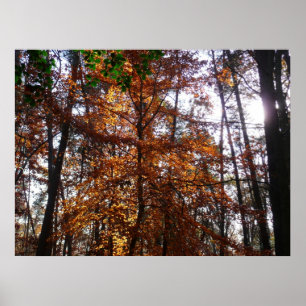 Sonnenlicht durch Herbstbaum bei Greenbelt Poster