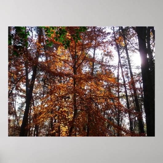 Sonnenlicht durch Herbstbaum bei Greenbelt Poster (Vorne)