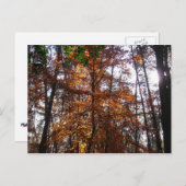 Sonnenlicht durch Herbstbaum bei Greenbelt Postkarte (Vorne/Hinten)