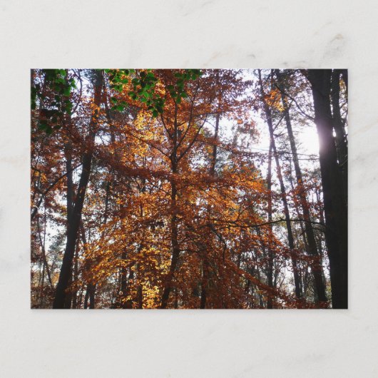 Sonnenlicht durch Herbstbaum bei Greenbelt Postkarte (Vorderseite)
