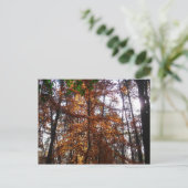 Sonnenlicht durch Herbstbaum bei Greenbelt Postkarte (Stehend Vorderseite)